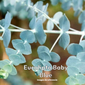 Plantin Eucallipto baby blue