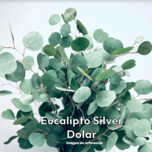 Plantin Eucallipto silver dolar