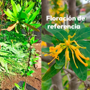 Notro amarillo