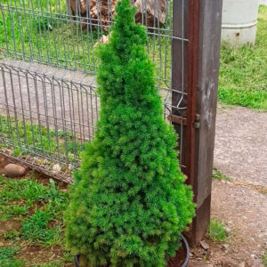 Picea enana conica albertiana