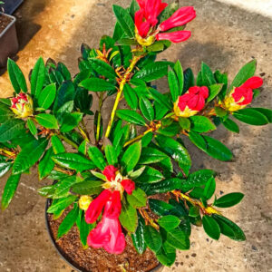 Rododendro rojo Elizabeth