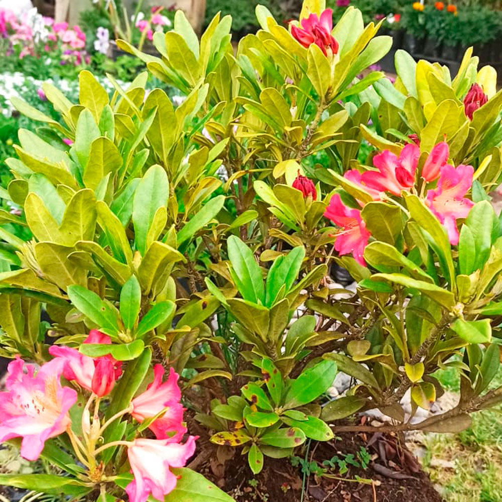 Rododendro Golden gate