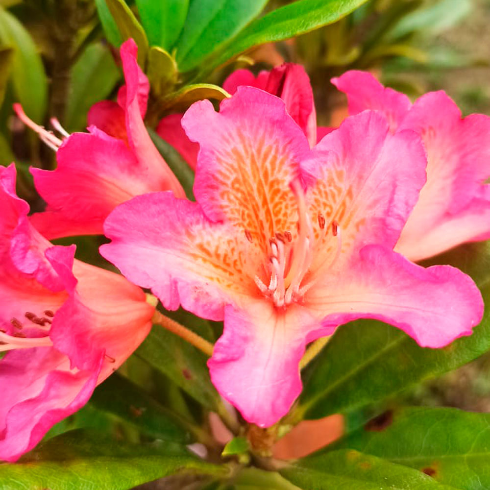 Rododendro Golden gate - Imagen 2
