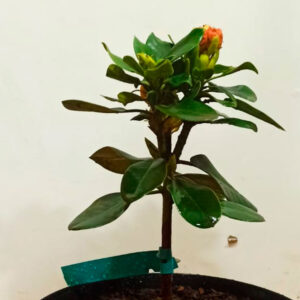 Rododendro Graft Lennart