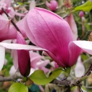magnolio soulangeana 1.5-2mt aprox